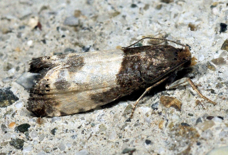 3� Tortricidae - Notocelia cynosbatella